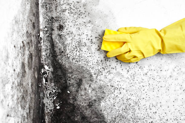 Why You Should Choose Our Mold Remediation Services in Hastings, PA